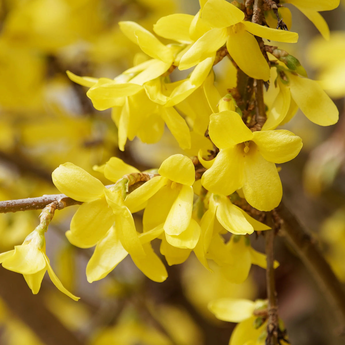 Forsythia Hampshire Flower seeds for Planting Premium Quality Heirloom & GMO Free Seeds for Home Garden
