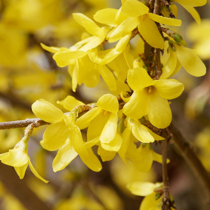 Forsythia Hampshire Flower seeds for Planting Premium Quality Heirloom & GMO Free Seeds for Home Garden