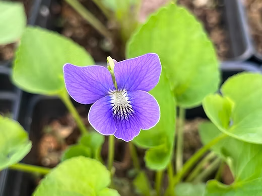 Viola sororia Flower seeds for Planting Compact Growth, Heirloom & GMO Free Seeds for Home Garden vegetable and garden seeds