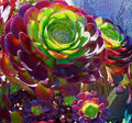 Arboreum Atropureum Flower seeds for Planting Low Maintenance, Heirloom & GMO Free Seeds for Home Garden seeds for planting