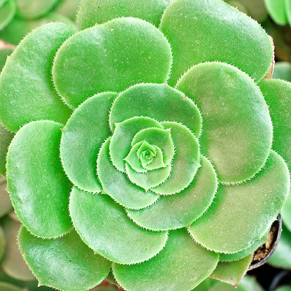 Aeonium Undulatum Plants Growing in Outdoor Garden