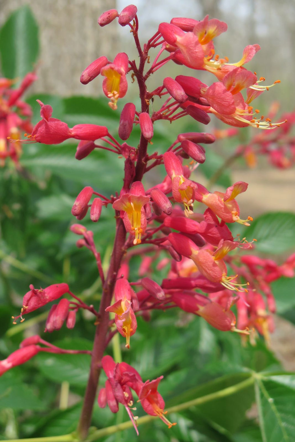 Aesculus Pavia Flower seeds for Planting Compact Growth, Heirloom & GMO Free Seeds for Home Garden vegetable and garden seeds