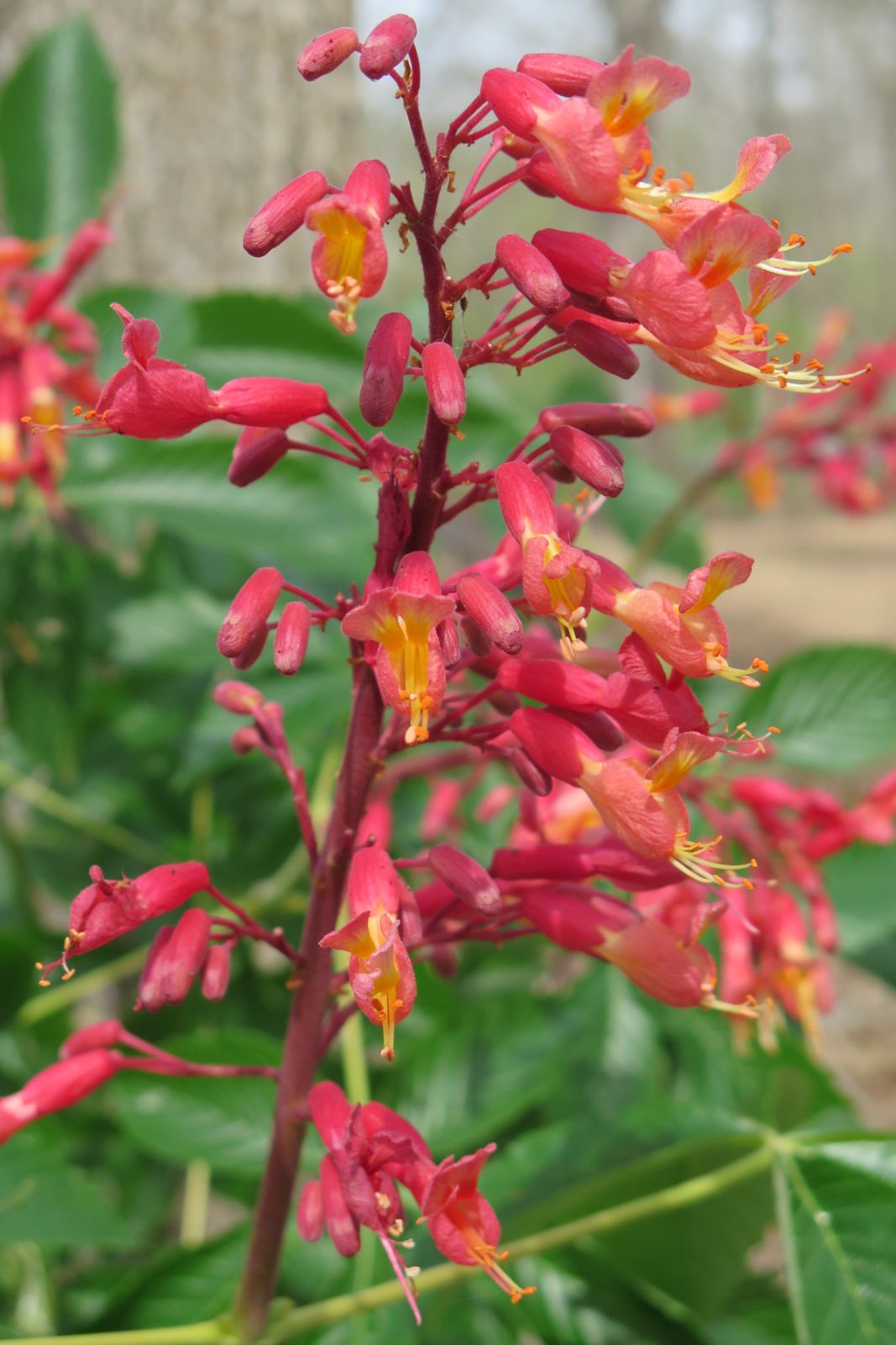 Aesculus Pavia Flower seeds for Planting Compact Growth, Heirloom & GMO Free Seeds for Home Garden vegetable and garden seeds