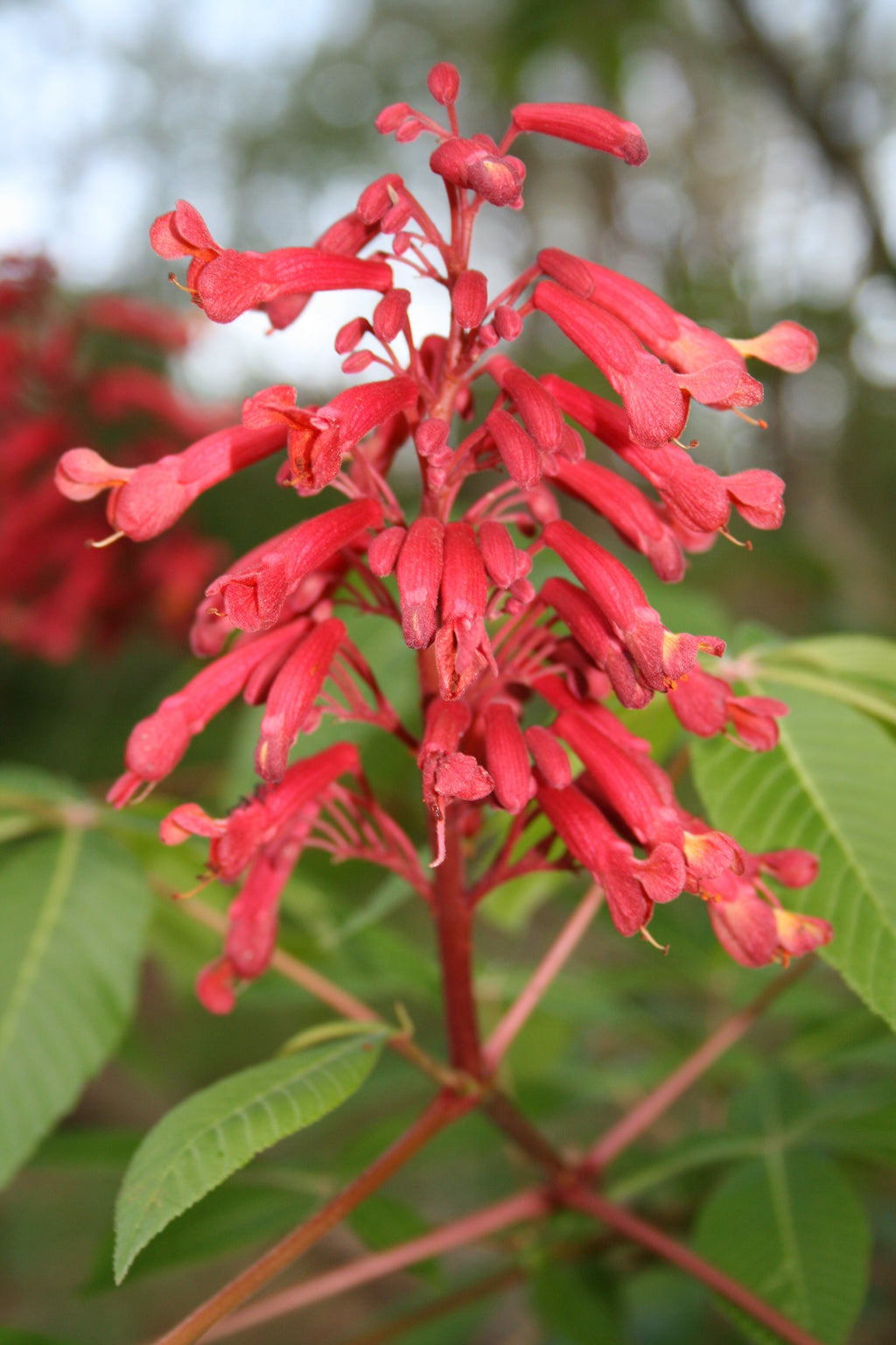 Premium Aesculus Pavia Flower seeds for Planting Compact Growth, Heirloom & GMO Free Seeds for Home Garden seeds