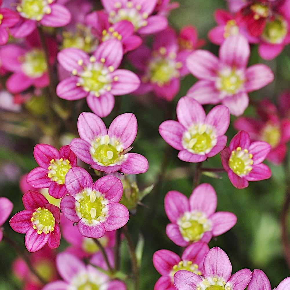 Saxifraga Pink Flower seeds for Planting Garden Favorite, Heirloom & GMO Free Seeds for Home Garden seeds for planting