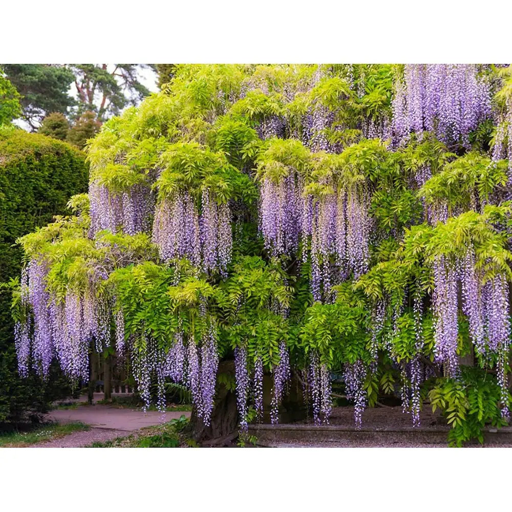 Premium Mix Wisteria Flower seeds for Planting Cut Flower Favorite, Heirloom & GMO Free Seeds for Home Garden seeds