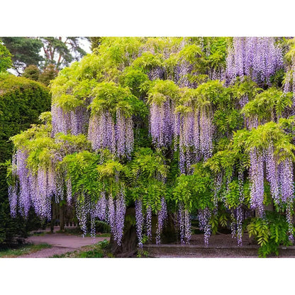 Premium Mix Wisteria Flower seeds for Planting Cut Flower Favorite, Heirloom & GMO Free Seeds for Home Garden seeds