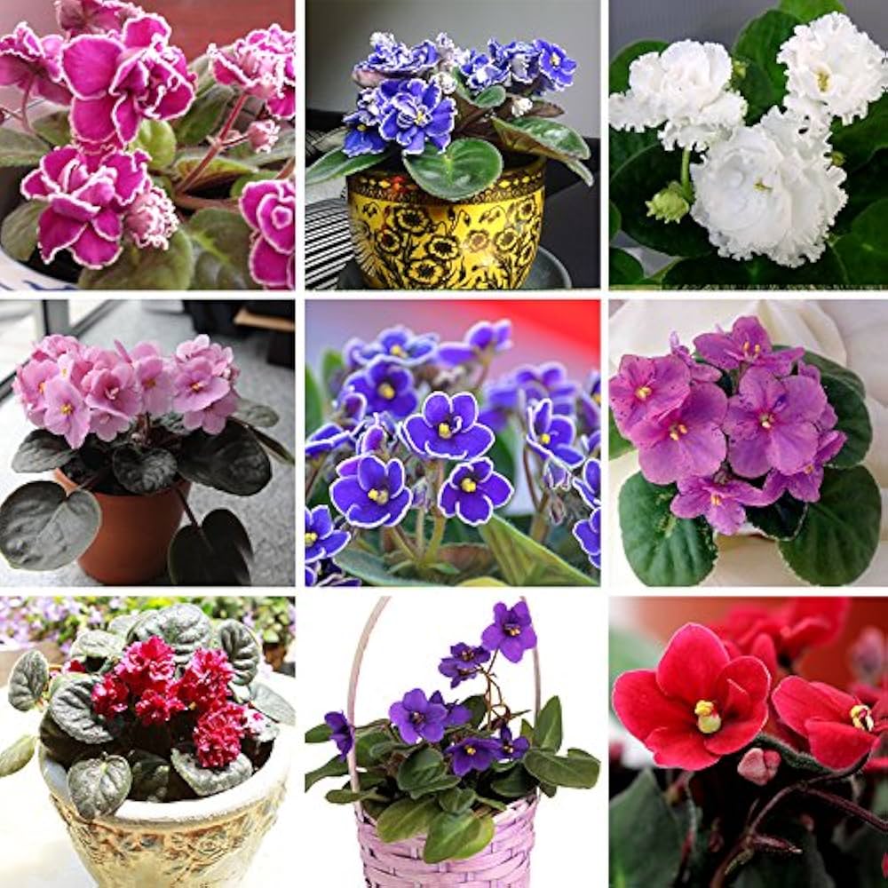 African Saintpaulia Flower Seeds for Planting and Gardening