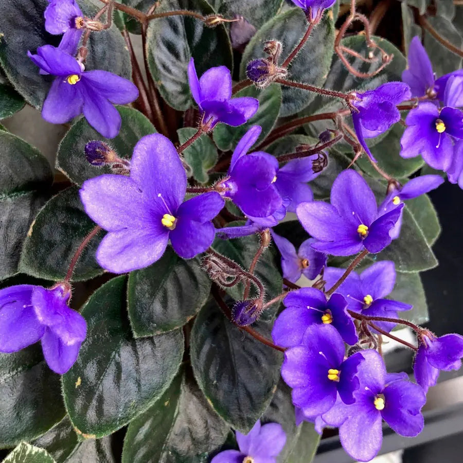 African Violet Seeds for Planting