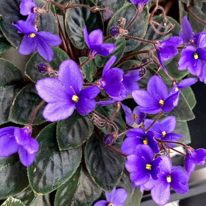 African Violet Seeds for Planting
