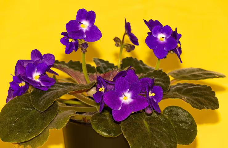 Purple White African Violet Flower seeds for Planting Colorful Display, Heirloom & GMO Free Seeds for Home Garden vegetable and garden seeds