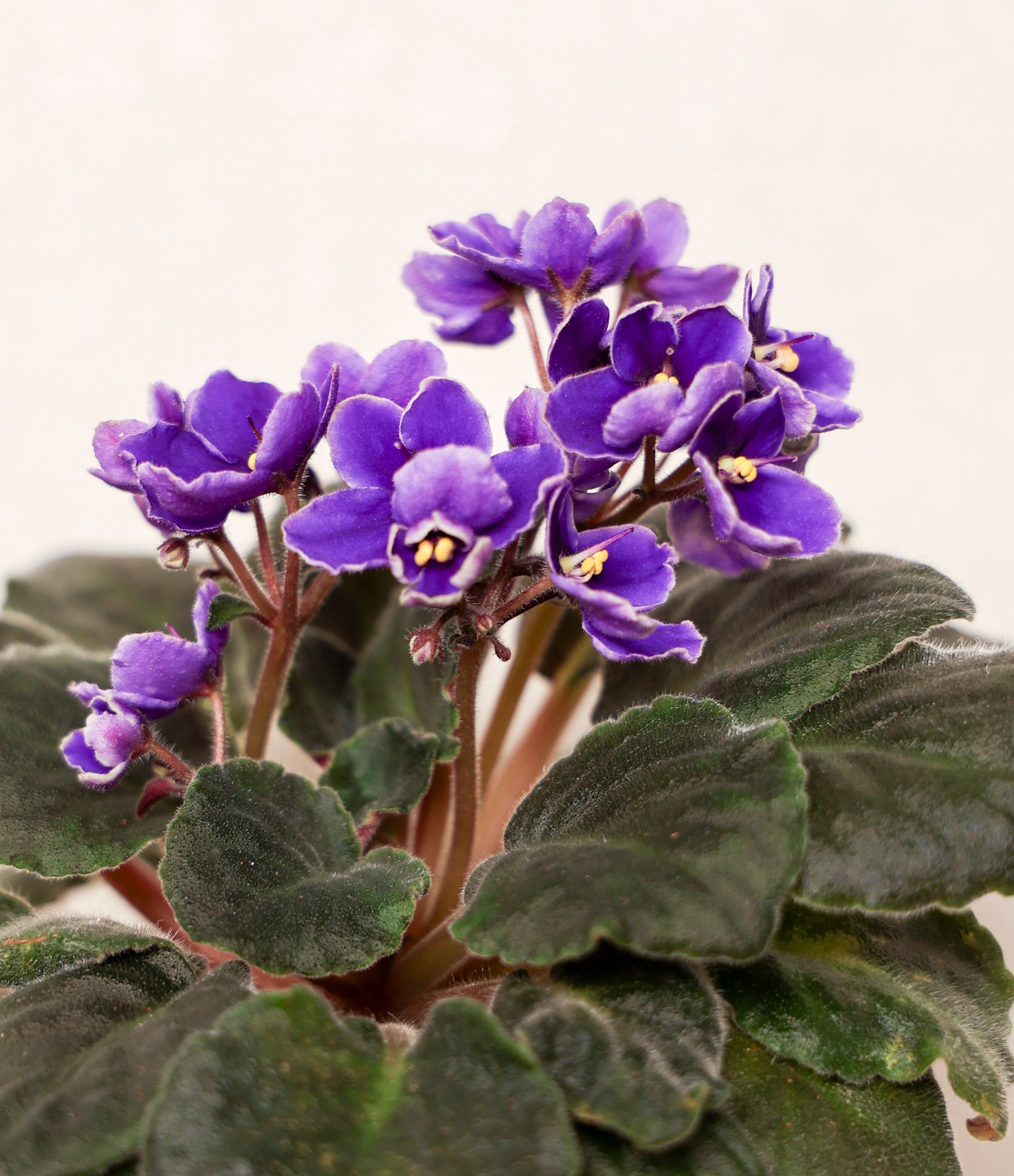 African Violet Flower seeds for Planting Easy to Grow, Heirloom & GMO Free Seeds for Home Garden vegetable and garden seeds