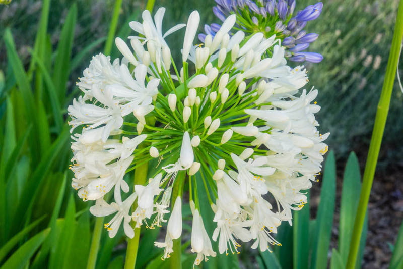 Premium Agapanthus Africanus Flower seeds for Planting Compact Growth Heirloom & GMO Free Seeds for Home Garden seeds