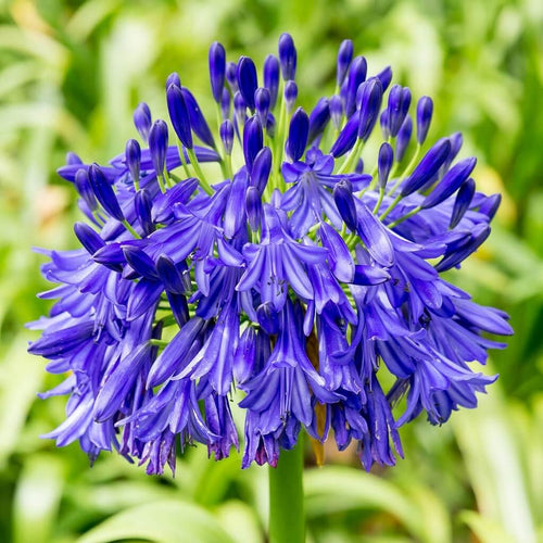 Premium Blue Agapanthus Flower seeds for Planting Easy to Grow, Heirloom & GMO Free Seeds for Home Garden seeds