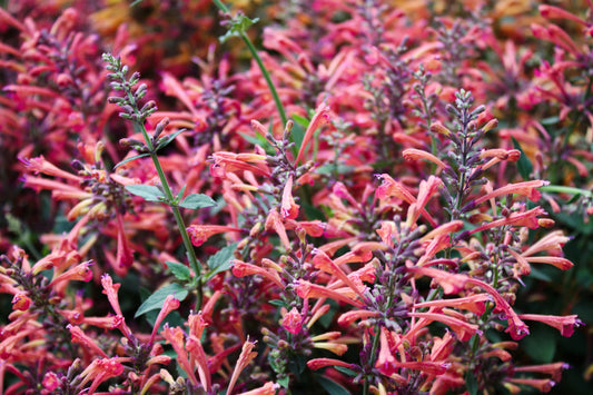 Agastache aurantiaca cana seeds for hummingbird mint garden
