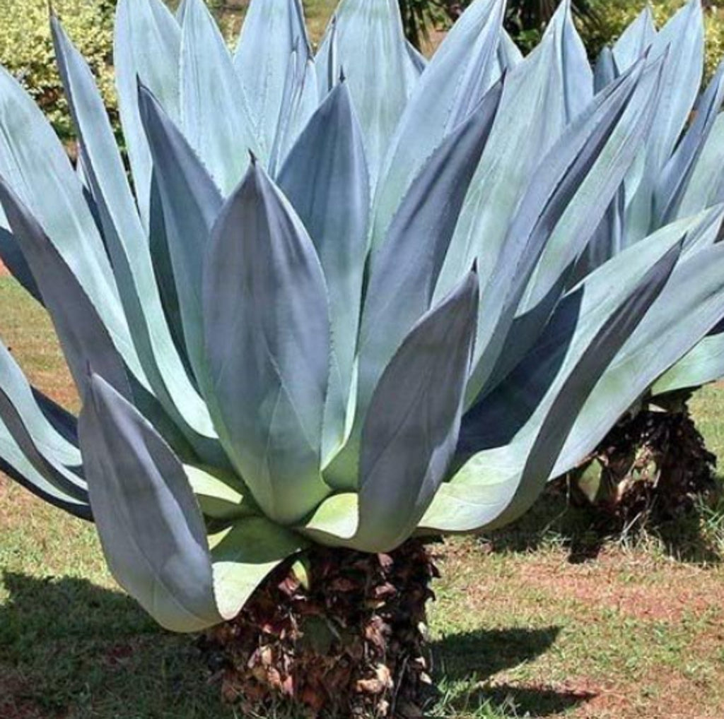 Premium Mixed Agave Flower seeds for Planting Seasonal Bloomer, Heirloom & GMO Free Seeds for Home Garden seeds