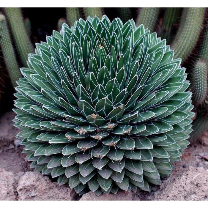 Green Agave Victoria Regina Flower seeds for Planting - Perfect for Borders, Heirloom & GMO Free Seeds for Home Garden