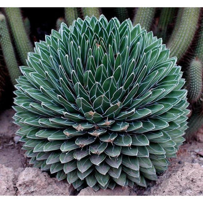Green Agave Victoria Regina Flower seeds for Planting - Perfect for Borders, Heirloom & GMO Free Seeds for Home Garden