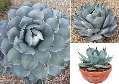 Green Agave Parryi Flower seeds for Planting - Premium Quality, Heirloom & GMO Free Seeds for Home Garden