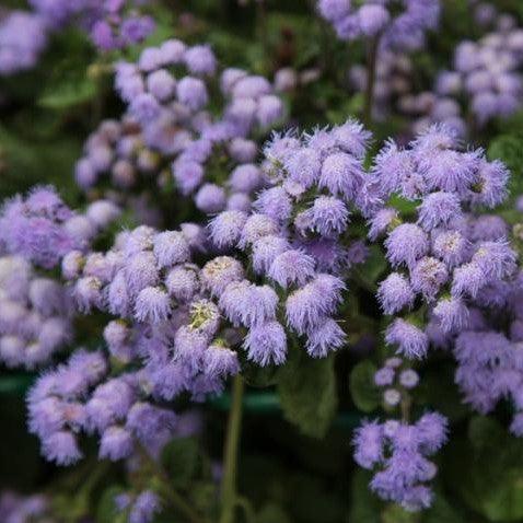 High quality Floss Flower seeds for Planting Low Maintenance, Heirloom & GMO Free Seeds for Home Garden seeds pack