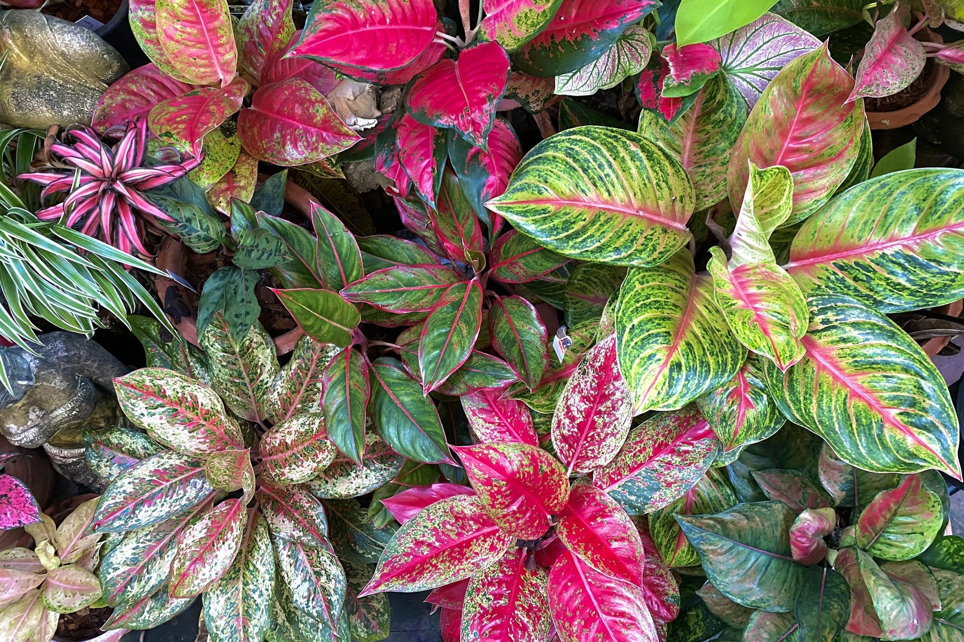 Red Green Aglaonema Plant Seeds Planting Flower