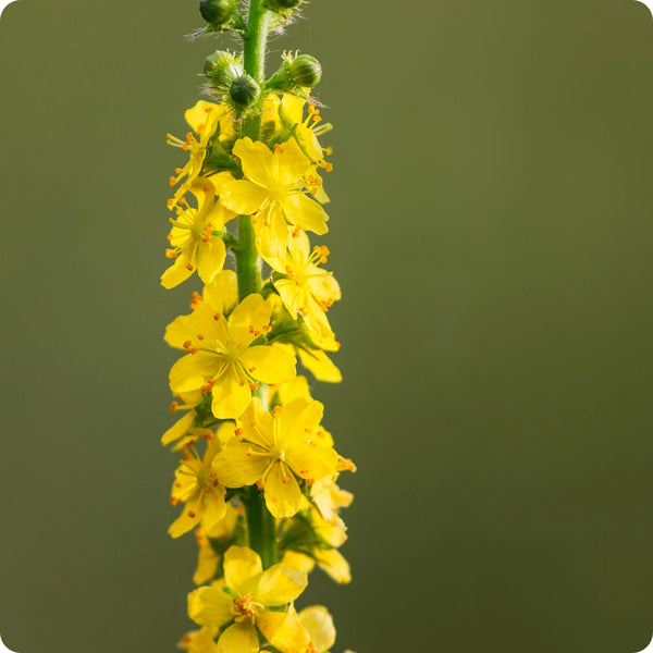 Agrimony seeds Agrimonia eupatoria yellow wildflower