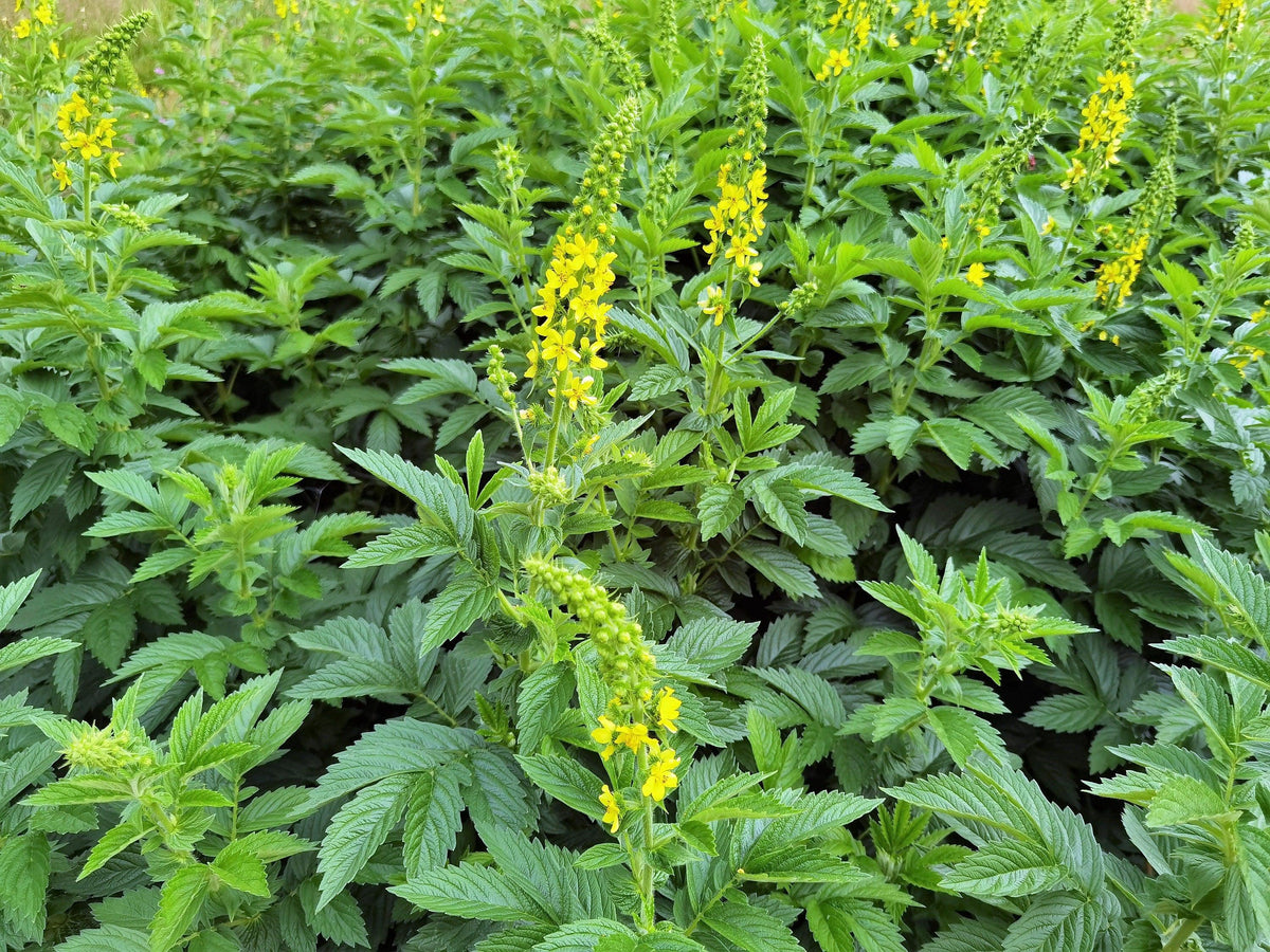 Agrimony seeds sprouting in garden soil