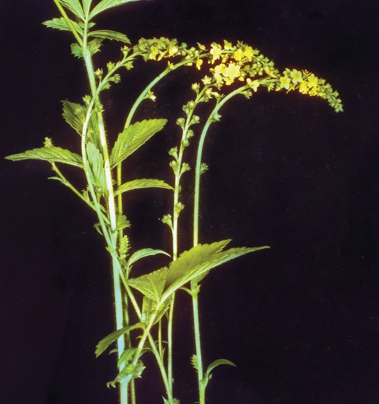 Agrimonia Planting Flower Seeds For Herbal Gardens