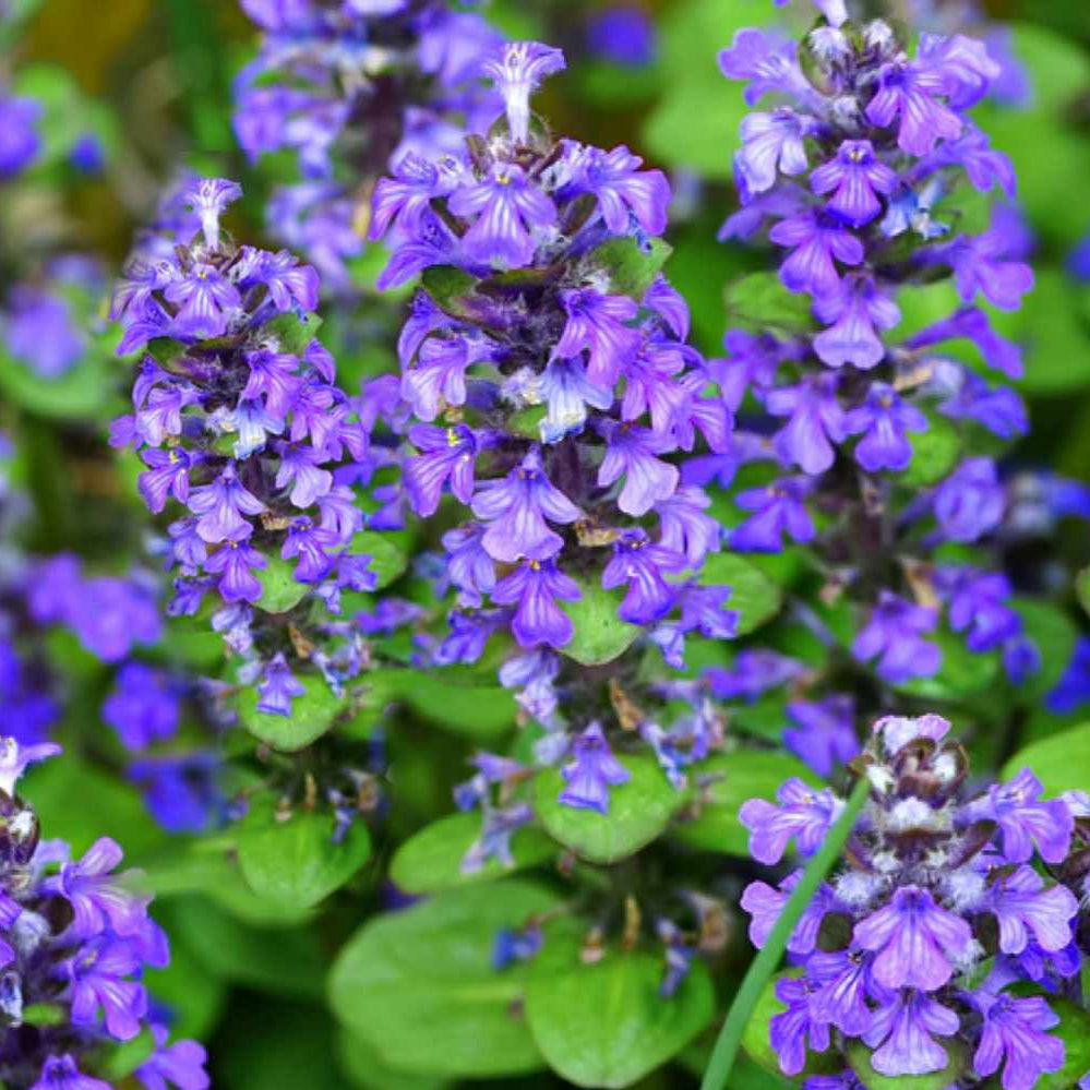 Ajuga Flower seeds for Planting Premium Quality Heirloom & GMO Free Seeds for Home Garden