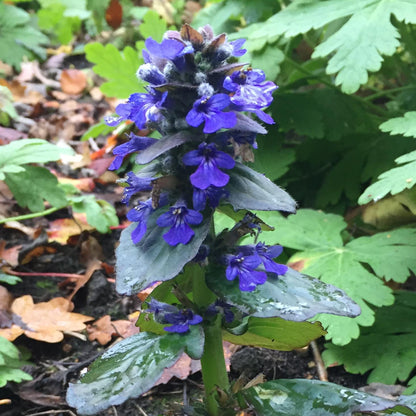 Ajuga Reptans Flower seeds for Planting - Long Bloom Season, Heirloom & GMO Free Seeds for Home Garden