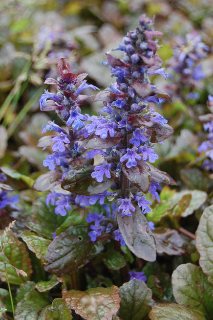 Ajuga Reptans Flower seeds for Planting - Long Bloom Season, Heirloom & GMO Free Seeds for Home Garden