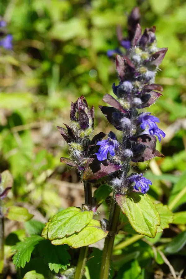 Ajuga Flower seeds for Planting Premium Quality Heirloom & GMO Free Seeds for Home Garden