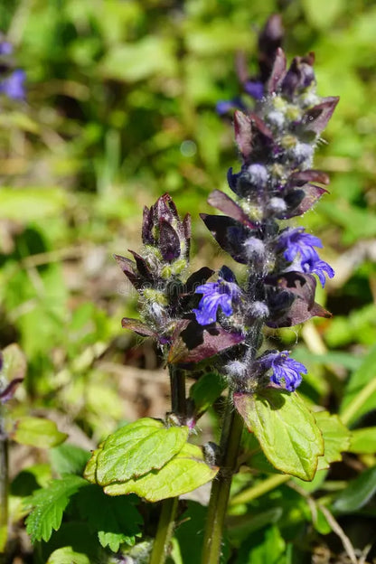 Ajuga Flower seeds for Planting Premium Quality Heirloom & GMO Free Seeds for Home Garden