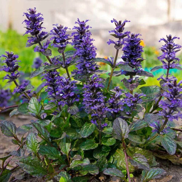 Blue Ajuga Reptans Flower seeds for Planting - Shade Tolerant, Heirloom & GMO Free Seeds for Home Garden