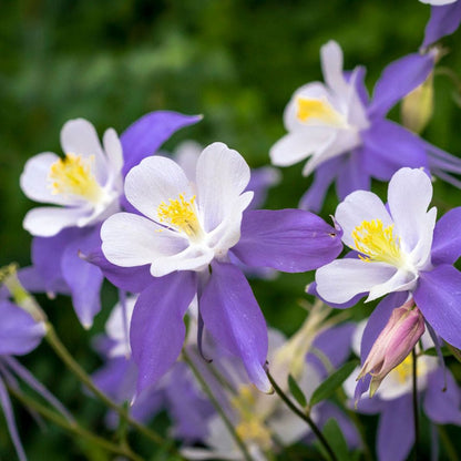 Columbine Flower seeds for Planting Sun Loving Heirloom & GMO Free Seeds for Home Garden