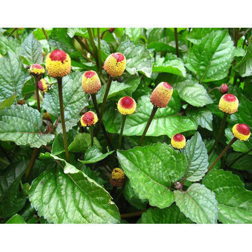 Acmella Oleracea Flower seeds for Planting Cut Flower Favorite, Heirloom & GMO Free Seeds for Home Garden vegetable and garden seeds