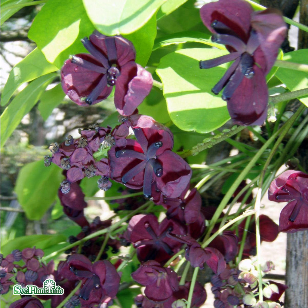 High quality Chocolate Clematis Flower seeds for Planting Perfect for Borders, Heirloom & GMO Free Seeds for Home Garden seeds pack