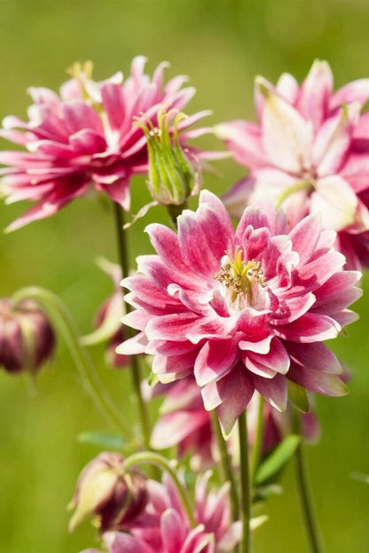 Barlow Columbine Flower seeds for Planting Shade Tolerant Heirloom & GMO Free Seeds for Home Garden
