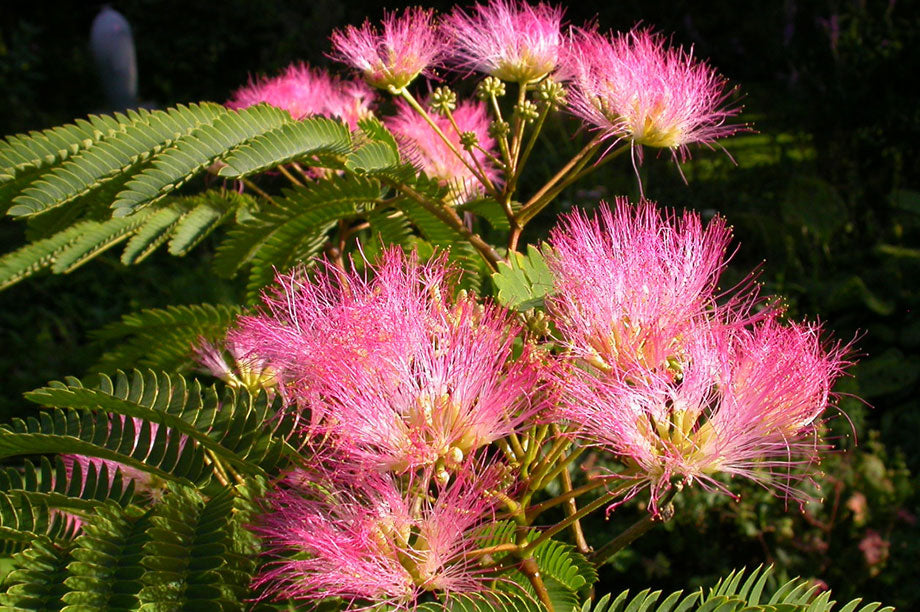 High quality Pink Julibrissin Flower seeds for Planting Hardy Variety, Heirloom & GMO Free Seeds for Home Garden seeds pack