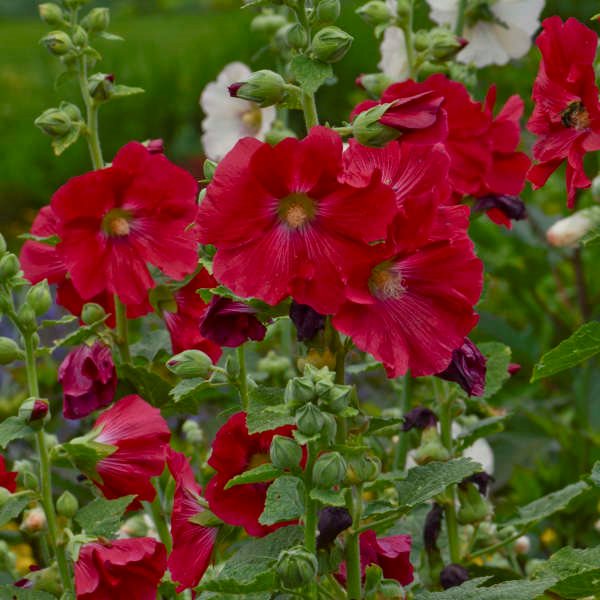Red Hollyhock Alcea Flower seeds for Planting Drought Tolerant, Heirloom & GMO Free Seeds for Home Garden seeds for planting