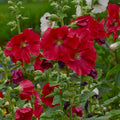 Red Hollyhock Alcea Flower seeds for Planting Drought Tolerant, Heirloom & GMO Free Seeds for Home Garden seeds for planting