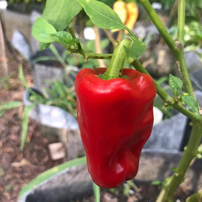 Aleppo pepper seeds for planting in home gardens