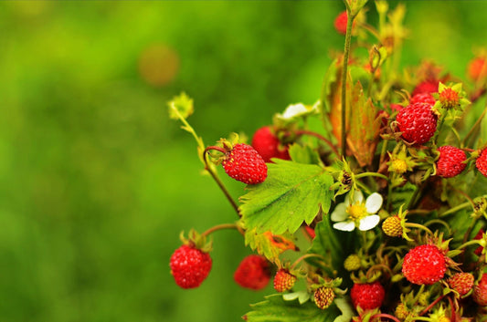 Alexandria Strawberry Seeds Fragaria vesca everbearing alpine red berry plant