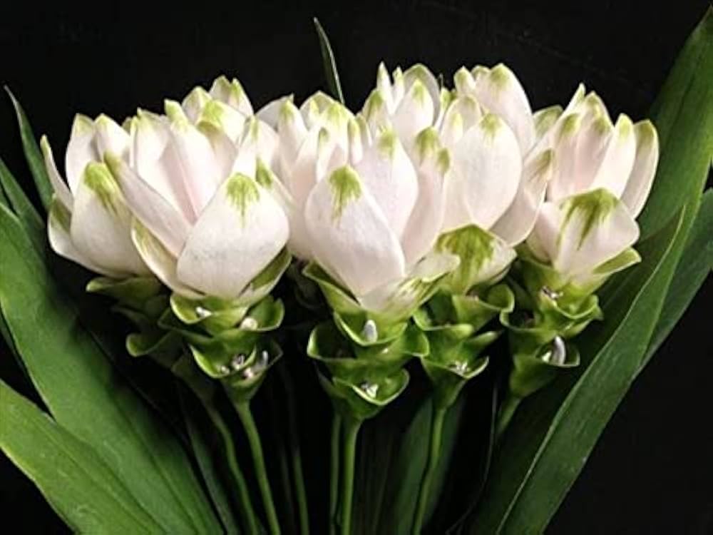 Green Alismatifolia Flower Seeds for Planting