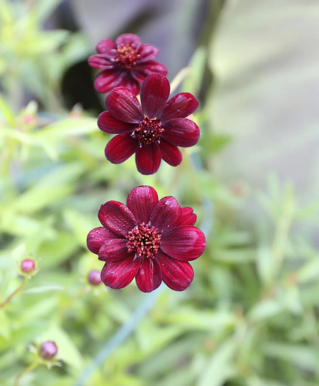 High quality Dichondra Cosmos Flower seeds for Planting Hardy Variety, Heirloom & GMO Free Seeds for Home Garden seeds pack