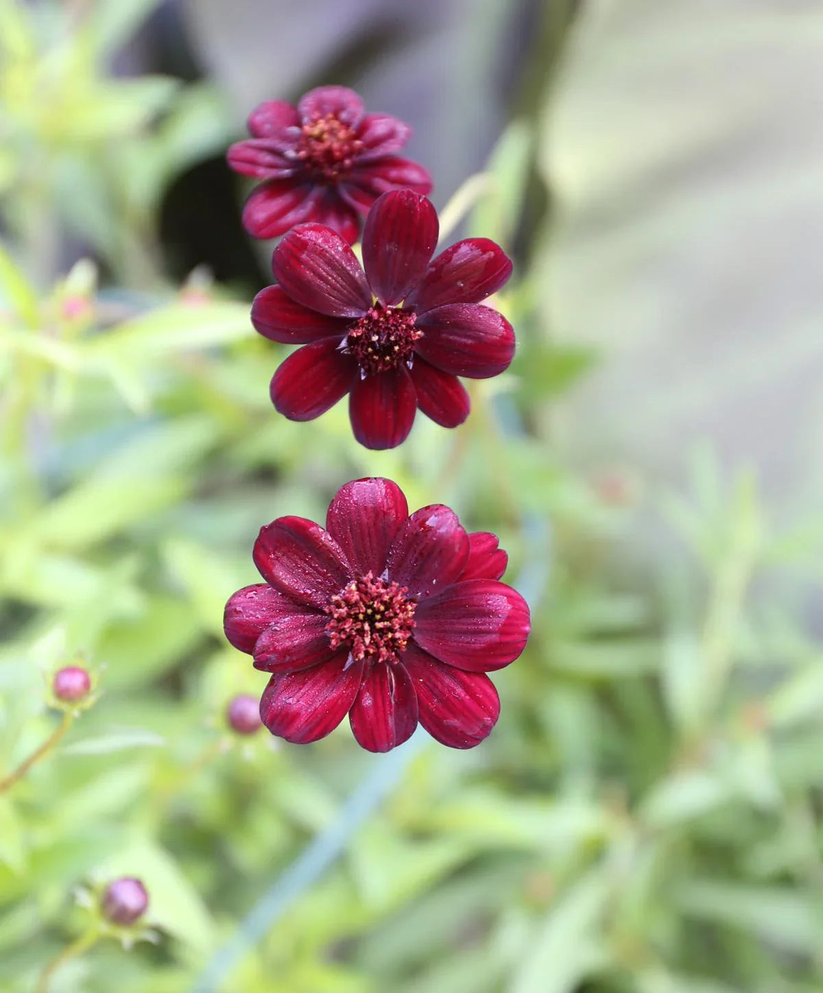 High quality Dichondra Cosmos Flower seeds for Planting Hardy Variety, Heirloom & GMO Free Seeds for Home Garden seeds pack