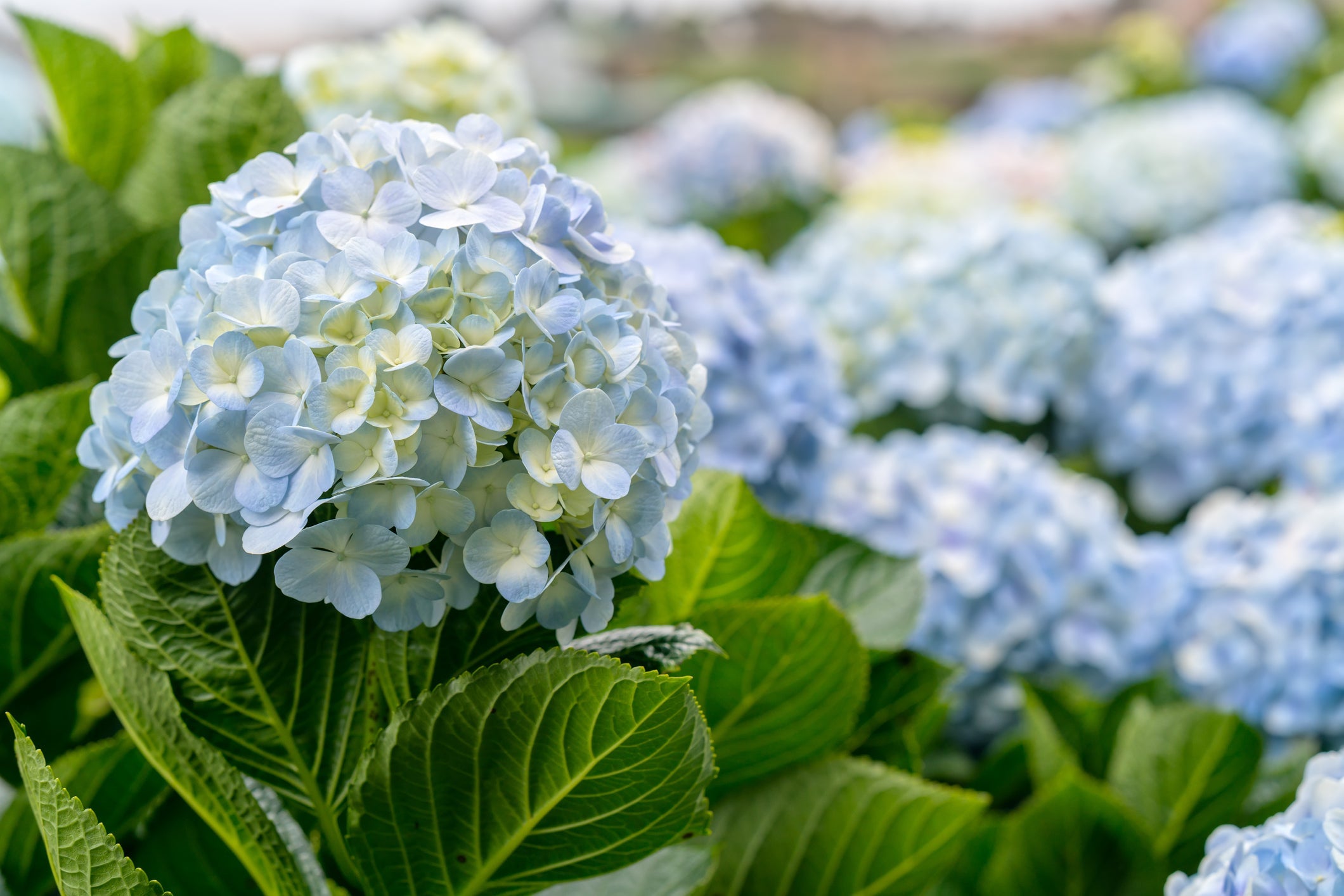 High quality Green Blue Hydrangea Flower seeds for Planting Sun Loving, Heirloom & GMO Free Seeds for Home Garden seeds pack
