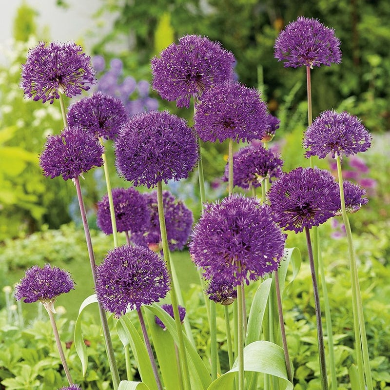 Purple Crown Imperial Flower seeds for Planting Cottage Garden Essential Heirloom & GMO Free Seeds for Home Garden