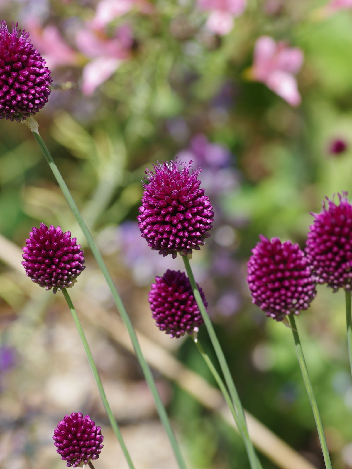 High quality Sphaerocephalon Flower seeds for Planting Sun Loving, Heirloom & GMO Free Seeds for Home Garden seeds pack
