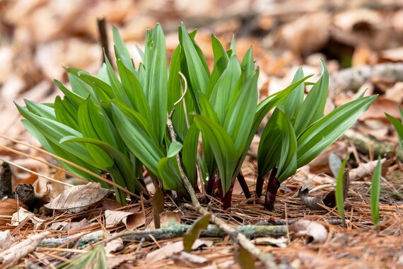 Close-up of Allium tricoccum leaves in early spring